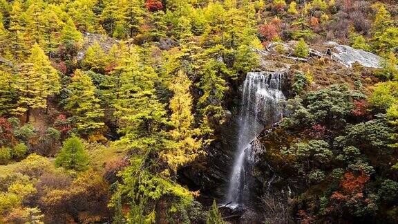 美丽的瀑布来自融化的雪山在秋季黄松林瀑布与秋叶在亚丁自然保护区中国四川