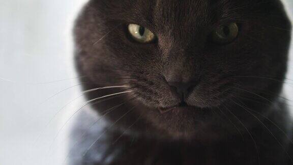 一只绿眼睛的灰猫在舔嘴唇慢镜头180帧秒
