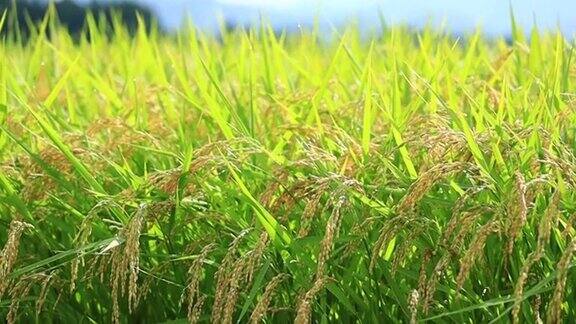 雨滴落在水稻植株上日本乡村风光