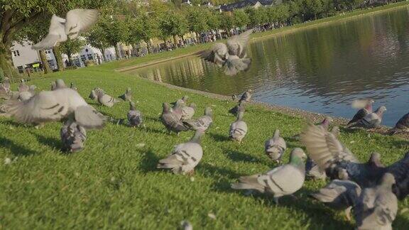 慢镜头里公园里的鸽子