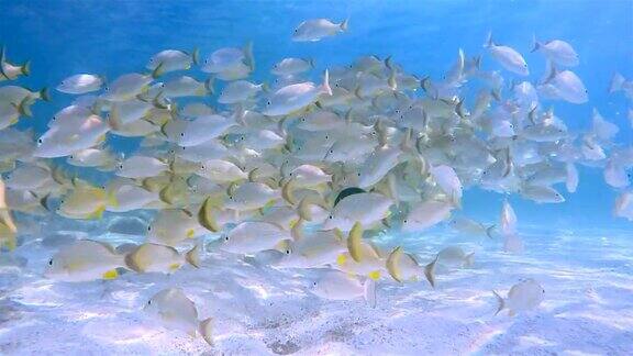 一群黄色鲷鱼在加勒比海-伯利兹堡礁龙涎香礁