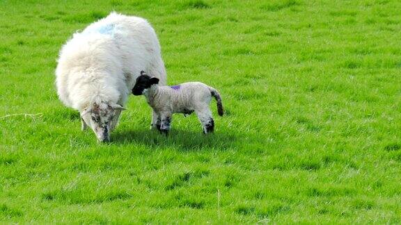 小羊羔和母羊爱尔兰