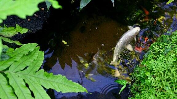 池塘里的鲤鱼或锦鲤植物园里水中的水生动物
