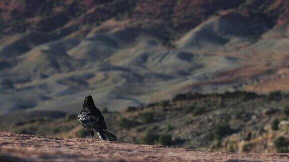 沙漠环境中的黑乌鸦