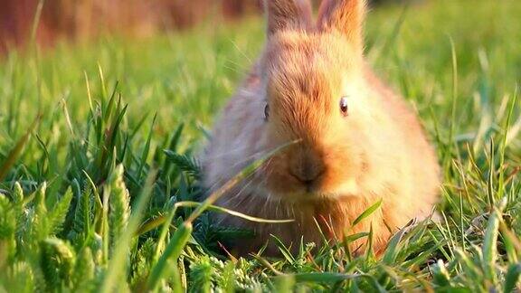 傍晚在明亮温暖的阳光下一只毛茸茸的小兔子坐在绿色的草地上近距离地吃着绿色的小草复活节兔子