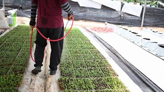 亚洲男性农民灌溉植物苗圃在温室
