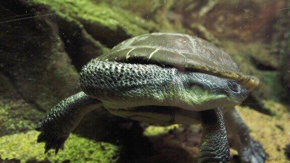 罗提岛蛇颈龟(Chelodinamccordi)