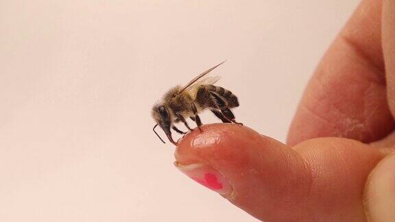 蜜蜂在小女孩的手指上喝蜂蜜孩子将来想成为一名生物学家或外来兽医帮助蜜蜂蜜蜂野生自然野生动物兽医昆虫在手上昆虫