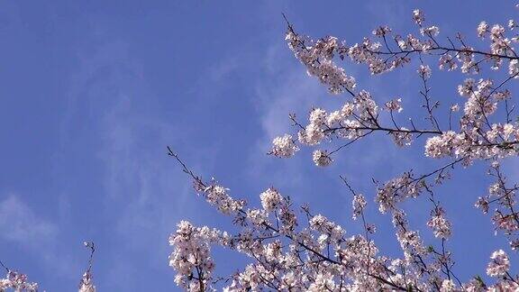 蓝色的天空中绽放着樱花