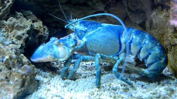 蓝色龙虾移动