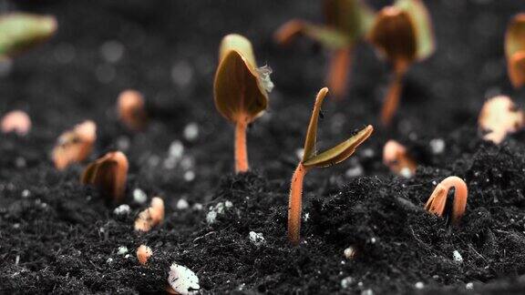 在温室农业中植物在春季生长时变缓发芽发芽新生植物
