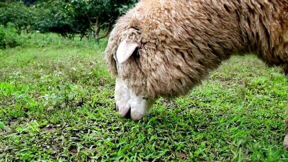 绵羊在草地上吃草