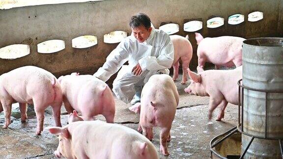 亚洲兽医正在阅读养猪场猪的健康报告