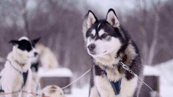 SLOMOHusky在休息