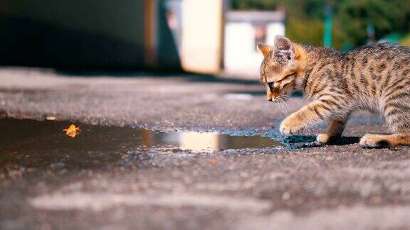 无家可归的小猫在水坑附近的街道上散步慢动作