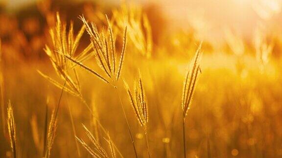 草花在风吹着黄昏的微光日落的黄金时刻