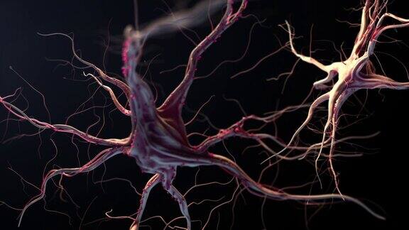 神经元与神经系统