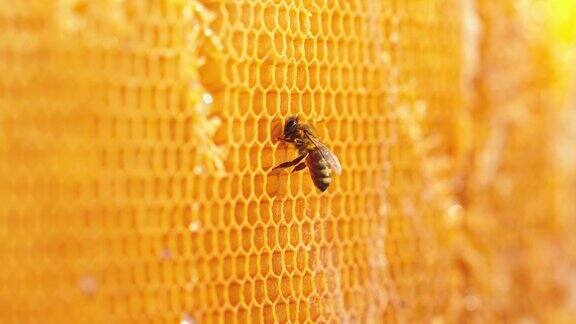 在蜂巢上工作的蜜蜂蜜蜂在蜂巢上的特写蜜蜂在蜂房上的特写镜头