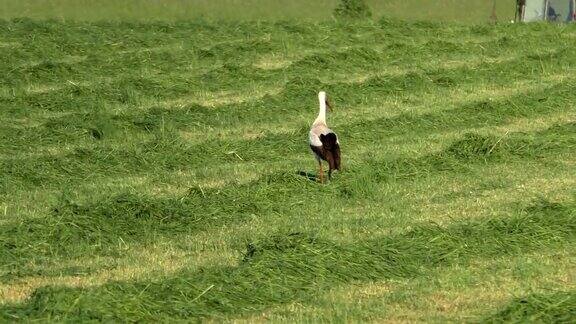 白鸟鹳在草地上吃草