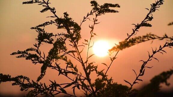 夕阳映衬下风中摇曳的野生植物