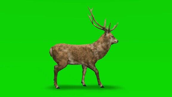 鹿在绿色的屏风上行走概念动物、野生动物、游戏、返校、3d动画、短视频、电影、卡通、有机、色度键、角色动画、设计元素、可循环