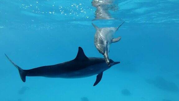 海豚互相交流触摸动物在野生动物中交流飞旋海豚水下拍摄特写红海萨塔亚礁(海豚屋)马萨阿拉姆埃及非洲