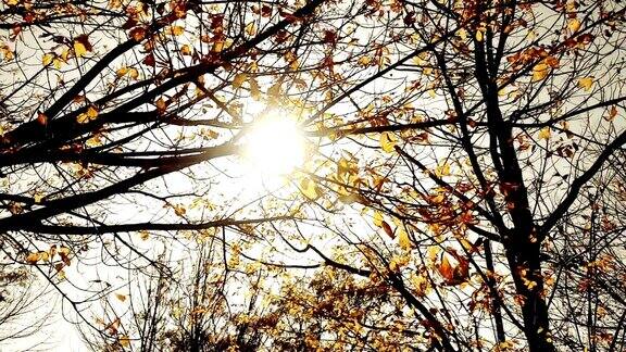 森林树木的剪影在天空下的日落