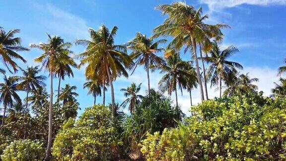 白色沙滩附近有棕榈树和丛林树