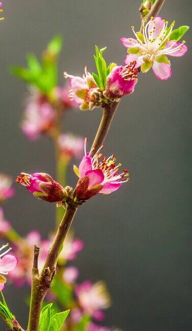 时间推移的视频葡萄园桃花盛开的黑色背景在垂直格式桃树在春天开花的视频