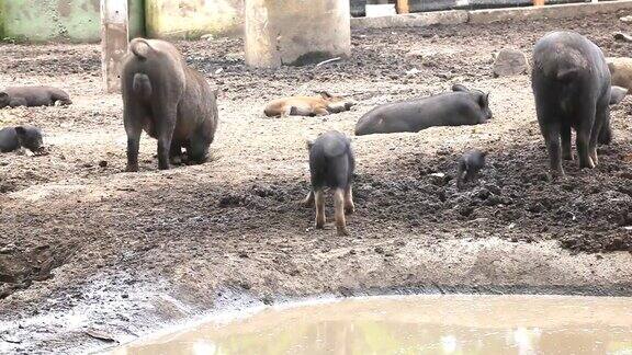 猪在水坑里休息高清