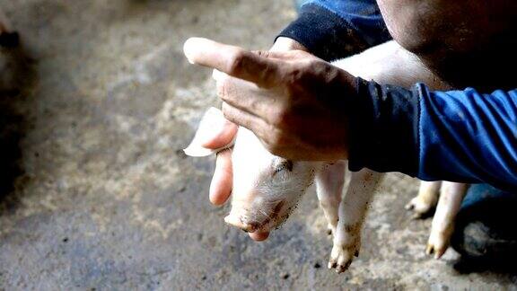 兽医在农场给小猪注射