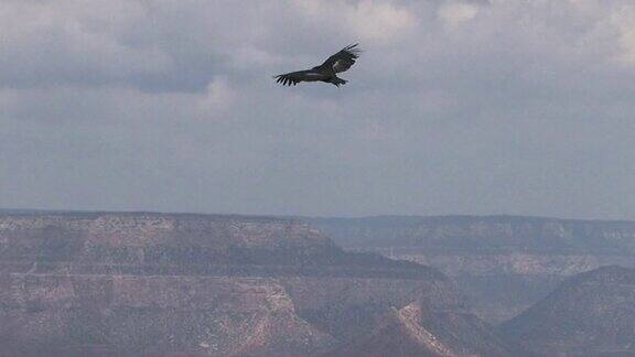 加州秃鹰在科罗拉多大峡谷翱翔