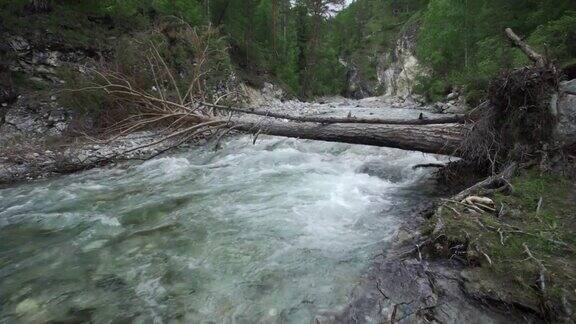 山上河流湍急水流湍急树掉进了河里