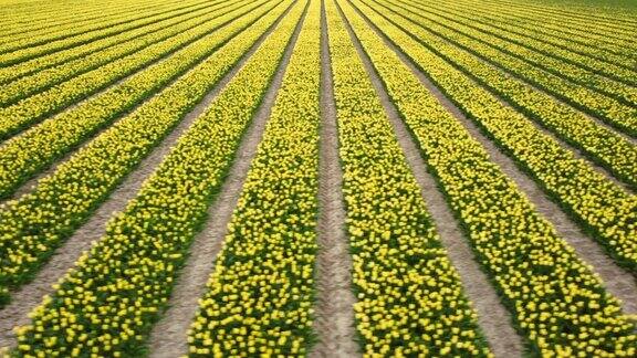 在荷兰的春天黄色的郁金香在野外无人机视图中生长