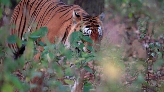 一只巨大的雄性孟加拉虎慢镜头走在印度中央森林里
