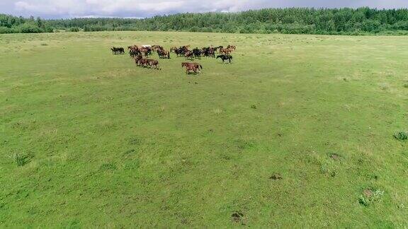 绿色牧场上的一群马