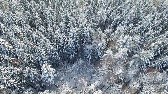 4k飞行上方轻冬季森林在下雪的北部空中全景