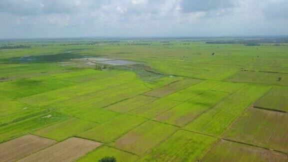 泰国稻田附近的乡村景色
