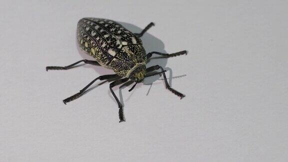 一种产于阿拉伯联合酋长国的含硫宝石甲虫(胡杨甲虫)甲虫有两对翅膀和六条腿