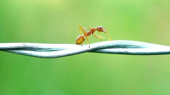 红蚂蚁走铁丝网