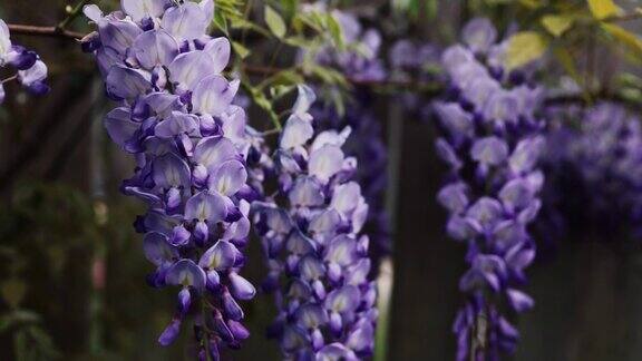 有风的日子里紫色花朵的特写