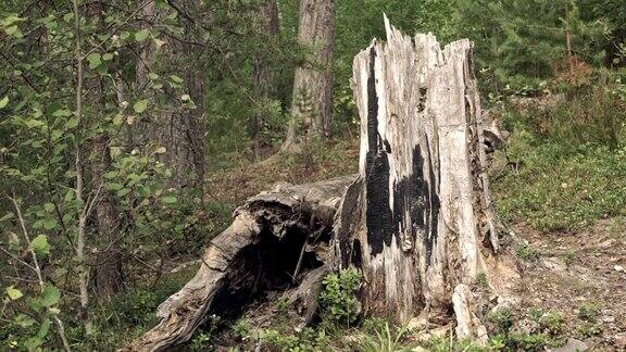 森林里的一个老树桩
