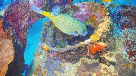 马尔代夫一艘沉船上的小虾正在清理黄色的树干鱼