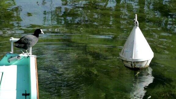 在一个白色浮标附近的湖船上休息的白骨鸡