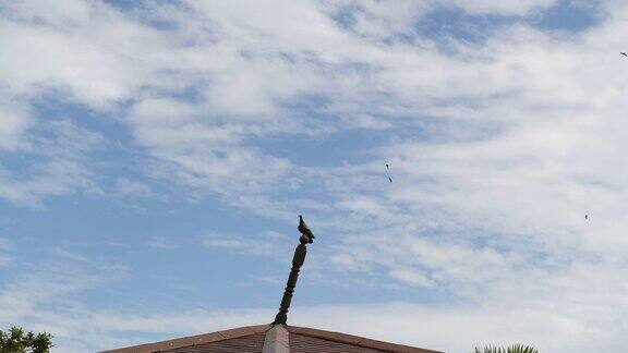 鸽子站在屋顶上