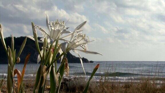 海水仙花海岸海滩上的花海水仙花