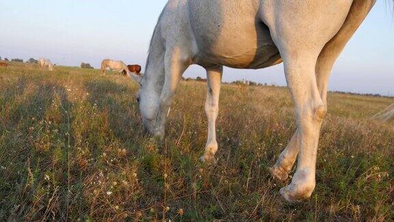 在草地上吃草的白马马在田野里散步和吃绿草近距离