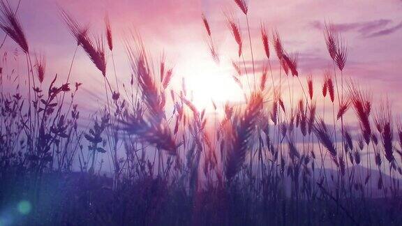 田野里的夕阳草