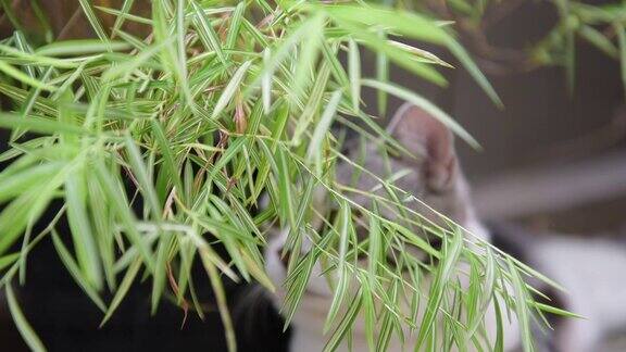一只可爱的猫与银竹树麝香猫天然药用植物