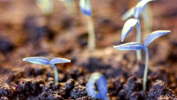 从地里生长着蓝色的植物萌芽的过程